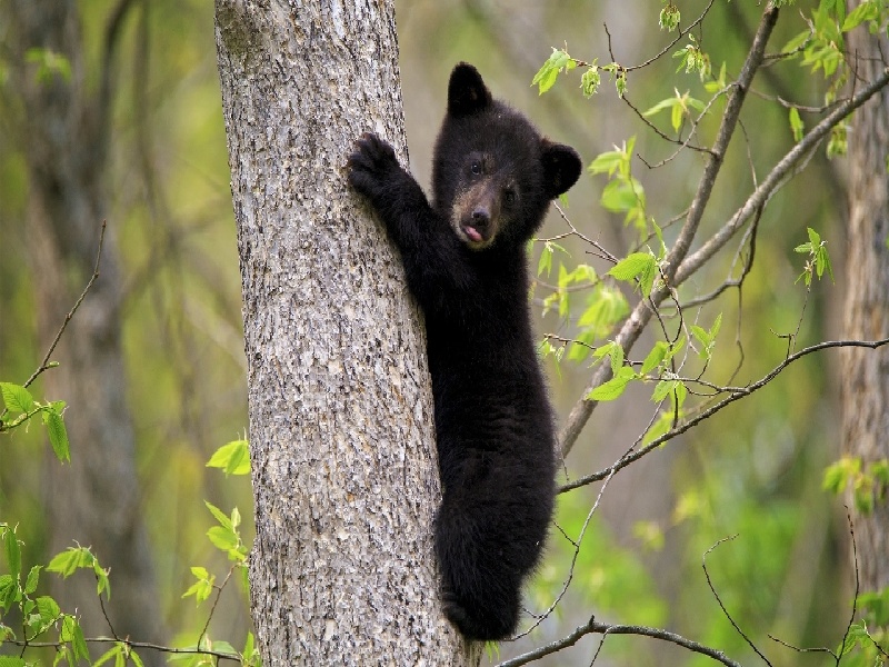 医院 试管 广告图片，医院试管母婴计划